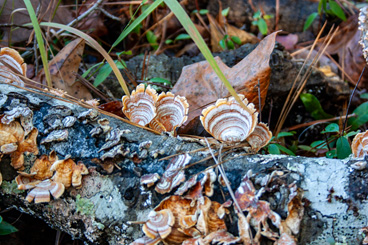 Shelf Mushrooms